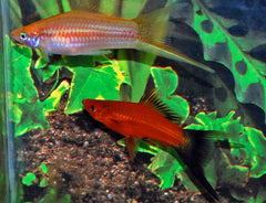 Zwaarddarger Sluier Mix (XIPH. HELLERI LONGFIN MIX M)