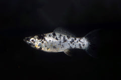 Hoogvinkarper Dalmati�r Sluier (POECILIA LATIPINNA DALMATIAN LONGFIN S/M)