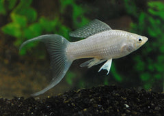 Hoogvinkarper Zilver Sluier (POECILIA LATIPINNA SILVER LONGFIN S)