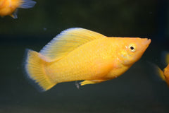 Hoogvinkarper Oranje (POECILIA LATIPINNA ORANGE M)