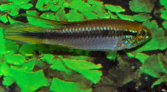 Gele Dwergcichlide (APISTOGRAMMA AGASSIZII S/M)