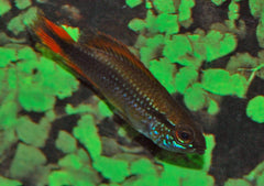 Gele Dwergcichlide (APISTOGRAMMA AGASSIZII M)