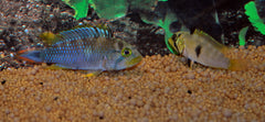 Dwergcichlide Panduro (APISTOGRAMMA PANDURO M)