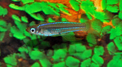 Lichtoogje Scheeli (MICROPANCHAX SCHEELI M)