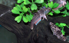 Betta Falx (BETTA FALX M)