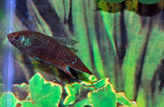 Betta Imbellis (BETTA IMBELLIS M)