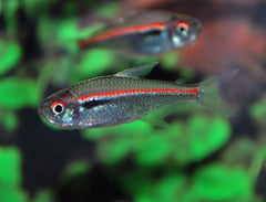 Amapa Tetra (HYPHESSOBRYCON AMAPAENSIS M)
