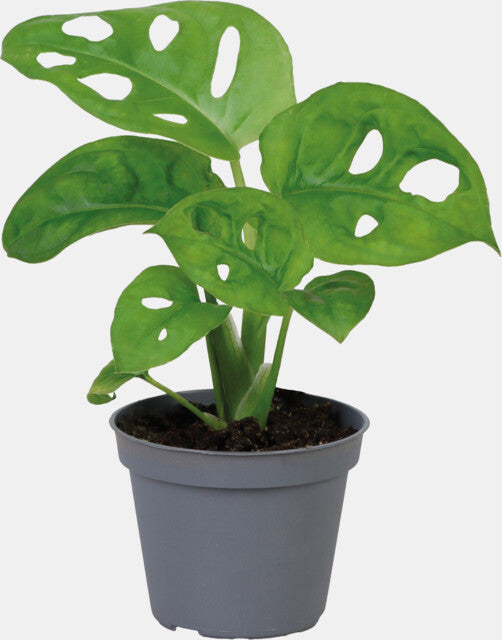 PT-MONSTERA OBLIQUA