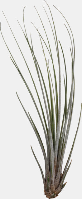 PT-TILLANSIA JUNCEA