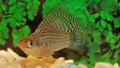 Hoogvinkarper (POECILIA LATIPINNA L)