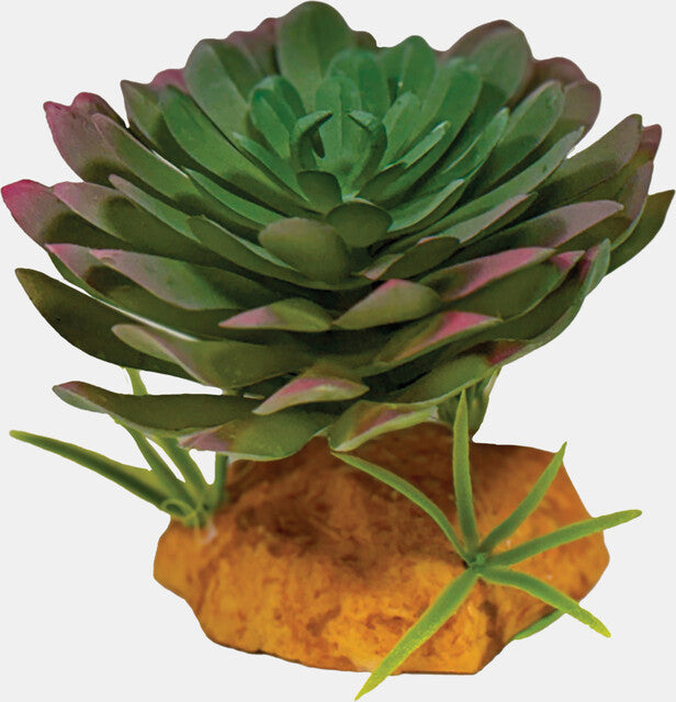REPTO PLANT ECHEVERIA