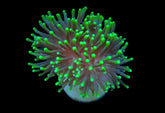 Euphyllia glabrescens (Green) (Premium) (1 hd.)