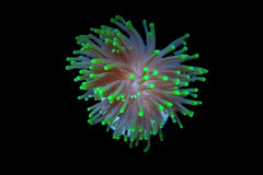 Euphyllia glabrescens (Green) (Premium) (1 hd.)