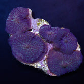 Rhodactis inchoata (Blue) (per ear)