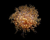 Euphyllia paradivisa (Orange-Yellow) (1 hd.)