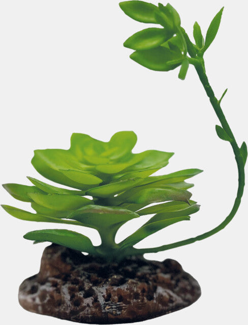 Repto Plant Echeveria