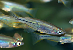 Celebes Rijstvisje (ORYZIAS CELEBENSIS M)