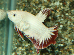 Kempvis Sp. Plakat Rood Sneeuw Man (BETTA SP. PLAKAT RED SNOW MALE XL)