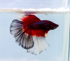 Kempvis Halfmoon Butterfly Man (BETTA SP. HALF MOON BUTTERFLY MALE XL)