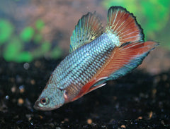 Kempvis Plakat Man (BETTA SP. PLAKAT MALE XL)