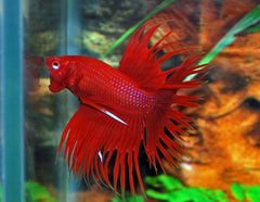 Kempvis Crowntail Man (BETTA SP. CROWNTAIL MALE XL)