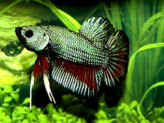 Kempvis Plakat Dragon Man (BETTA SP. PLAKAT DRAGON MALE XL)