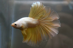 Kempvis Halfmoon Goud Man (BETTA SP. HALFMOON GOLD MALE XL)