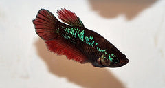 Kempvis Halfmoon Vrouw (BETTA SP. HALFMOON FEMALE M)
