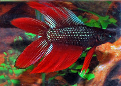 Kempvis Doubletail Man (BETTA SP. DOUBLETAIL MALE XL)