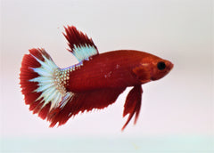 Kempvis Plakat Hellboy Rood Man (BETTA SP. PLAKAT HELLBOY RED MALE L)