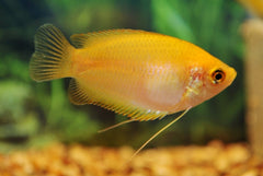 Honinggoerami Goud (TRICHOGASTER CHUNA GOLD M)