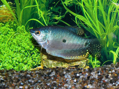 Blauwe Spat (TRICHOPODUS TRICHOPTERUS S/M)