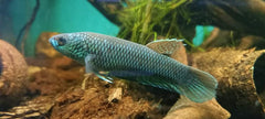 Betta Antuta (BETTA ANTUTA M)
