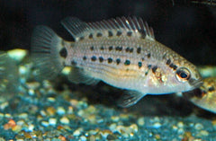 Baarsje Assamensis (BADIS ASSAMENSIS M)