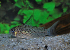 Pantsermeerval Loretoensis (CORYDORAS LORETOENSIS M)