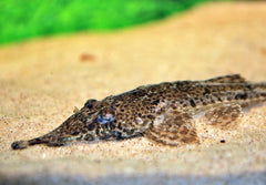 Zweepstaart Acipenserinus (HEMIODONTICHTHYS ACIPENSERINUS M)