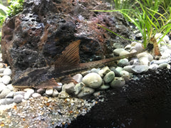 Zweepstaart Rio Atabapo (LORICARIA SP. RIO ATABAPO M/L)