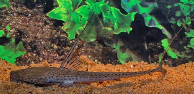 Zweepstaart Cryptodon (PLANILORICARIA CRYPTODON L)