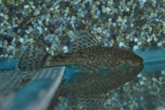 Ancistrus Triradiatus (ANCISTRUS TRIRADIATUS M)