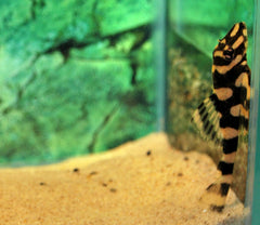 L168 Butterfly Pleco (L168 DEKEYSERIA PICTA S/M)