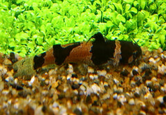 Amerikaanse Hommelmeerval (MICROGLANIS IHERINGI M)