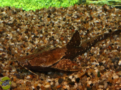 Braadpanmeerval (BUNOCEPHALUS CORACOIDEUS M)