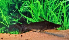 Dolfijnmeerval (TYMPANOPLEURA ATRONASUS M)