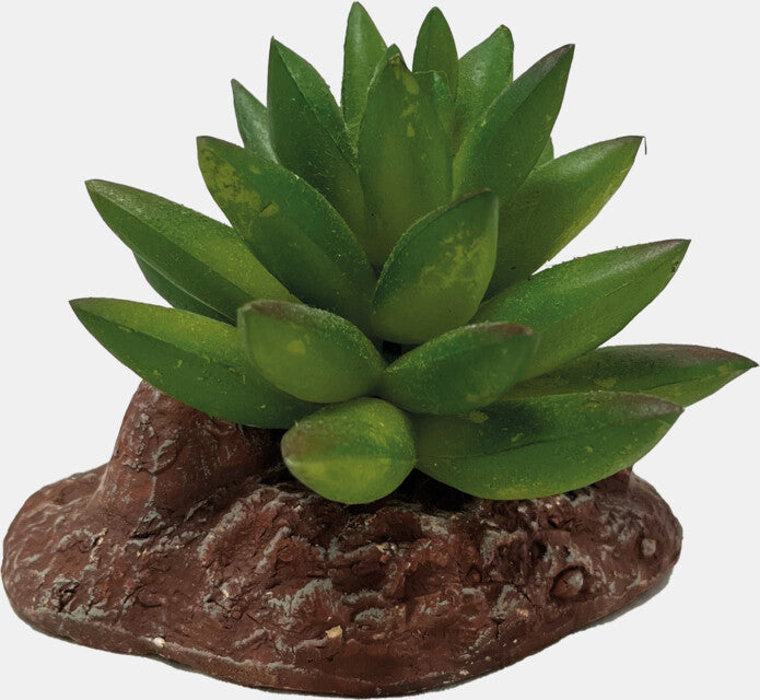 Repto Plant Aloes