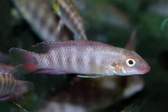 Dwergcichlide Rubrolabiatus (WALLACEOCHROMIS RUBROLABIATUS M)