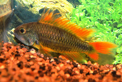 Gekuifde Dwergcichlide Oranje (APISTOGRAMMA CACATUOIDES ORANGE S/M)