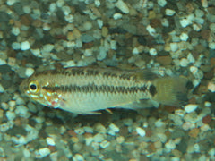 Dwergcichlide Vaupes (APISTOGRAMMA SP. VAUPES ONLY MALES S)