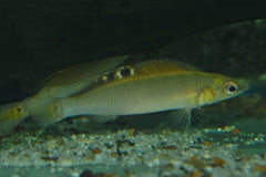 Dwergsnoekcichlide Regani (CRENICICHLA REGANI M)