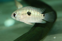 Cichlide Itanyi (KROBIA ITANYI S)