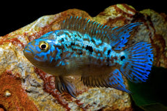Blue Dempsey Cichlide (ROCIO OCTOFASCIATA ELECTRIC BLUE XS)
